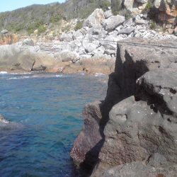 イシガキダイ、メンドリ、イガミ、サンノジハゲその他